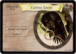 Corbeau curieux